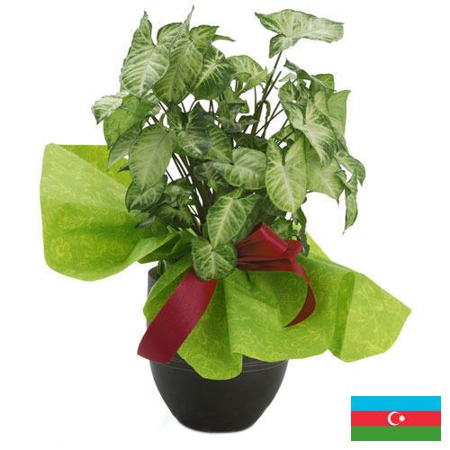 Декоративные растения из Азербайджана