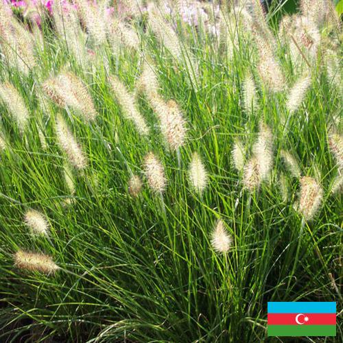 Декоративные травы из Азербайджана