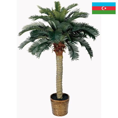 Деревья искусственные из Азербайджана