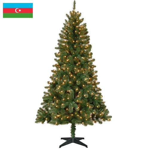 Деревья новогодние из Азербайджана