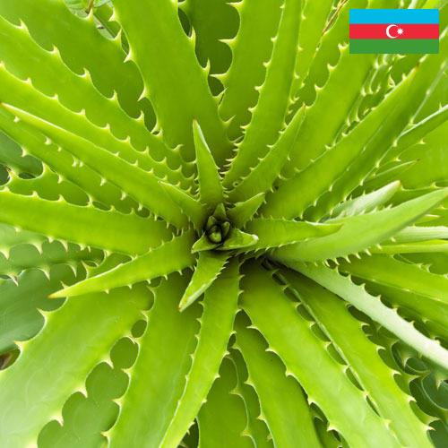 экстракты растений из Азербайджана