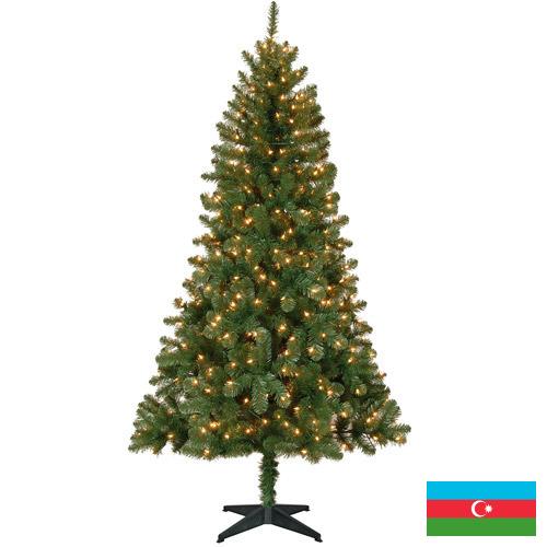 елки из Азербайджана