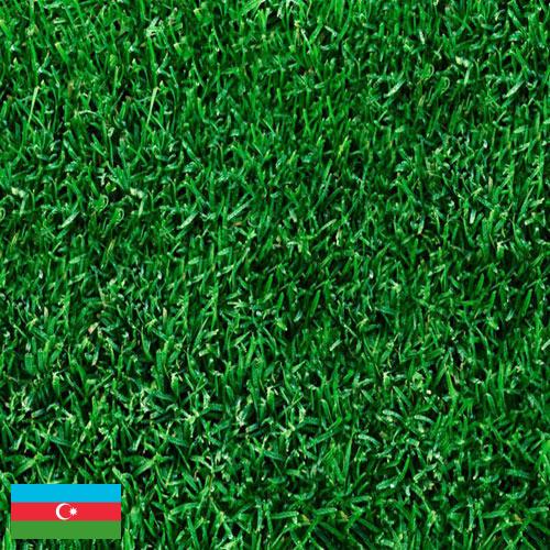 Газонная трава из Азербайджана