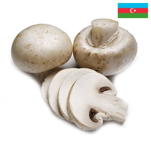Грибок из Азербайджана