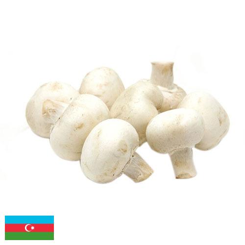 Грибы белые из Азербайджана