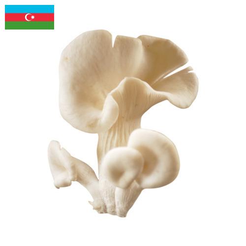 грибы вешенки из Азербайджана