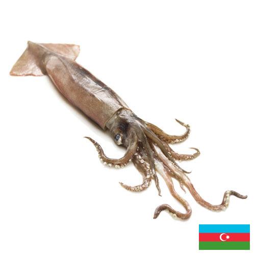Кальмары из Азербайджана