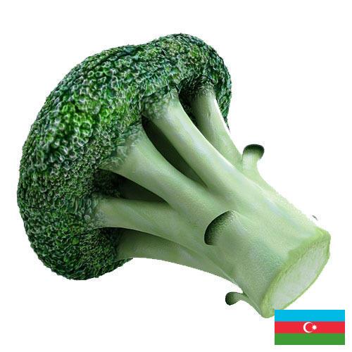 Капуста брокколи из Азербайджана