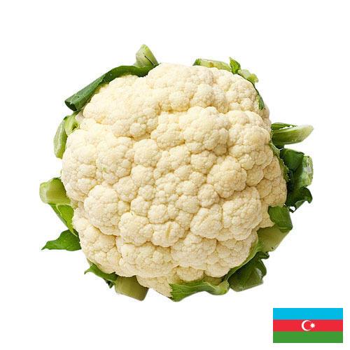 Капуста цветная из Азербайджана