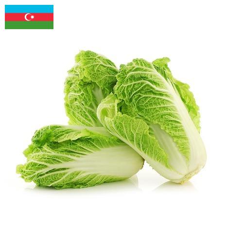 Капуста китайская из Азербайджана