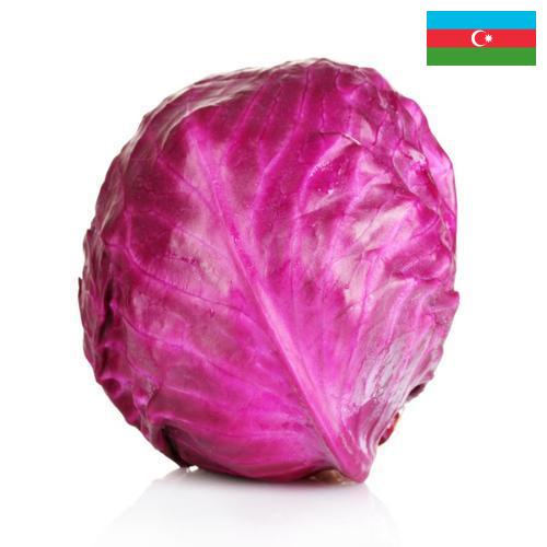 Капуста краснокочанная из Азербайджана