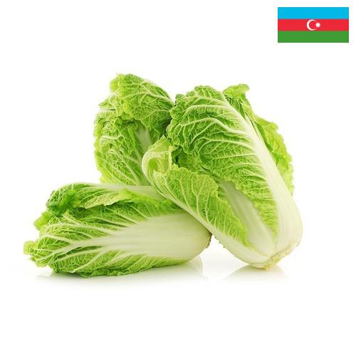 капуста пекинская из Азербайджана