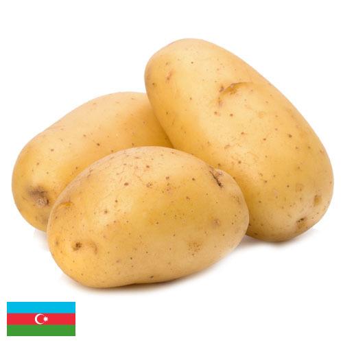 картошка из Азербайджана