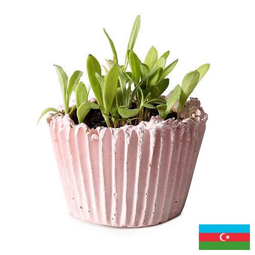 Кашпо из Азербайджана