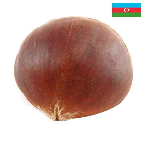 Каштан из Азербайджана