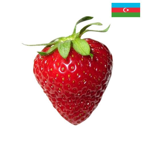 Клубника из Азербайджана