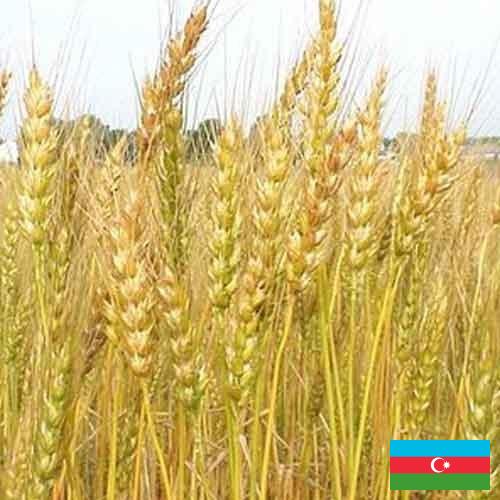 Кормовые культуры из Азербайджана