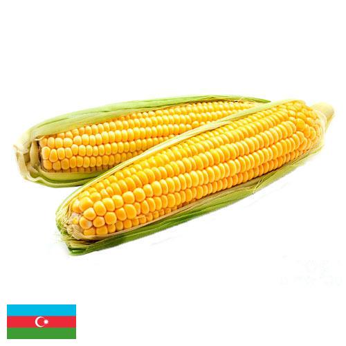 Кукуруза из Азербайджана