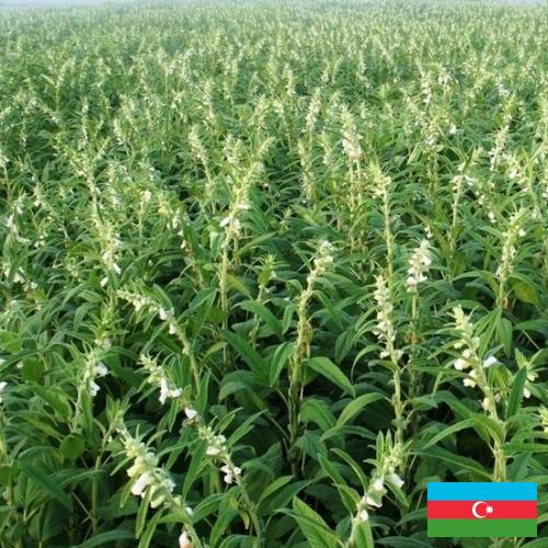 Кунжут из Азербайджана