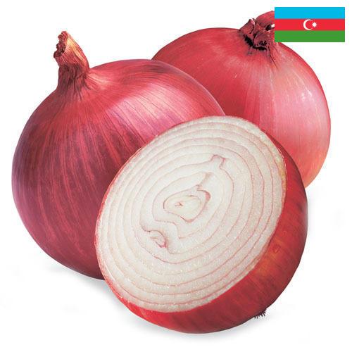 Лук красный из Азербайджана