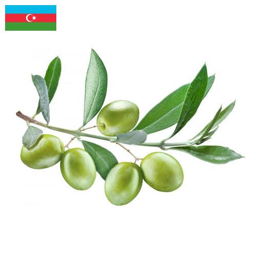 маслины оливки из Азербайджана