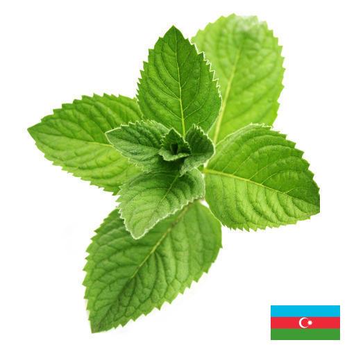 Ментол из Азербайджана