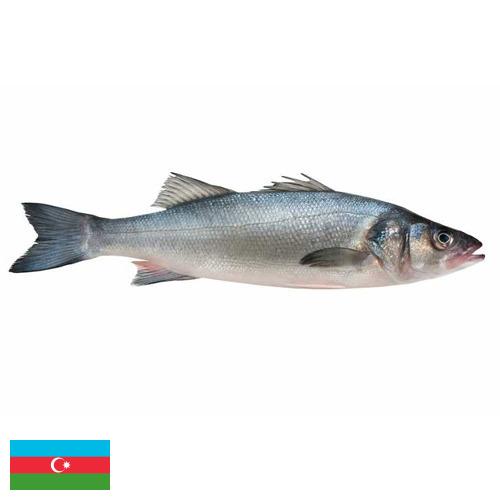 Окунь морской из Азербайджана