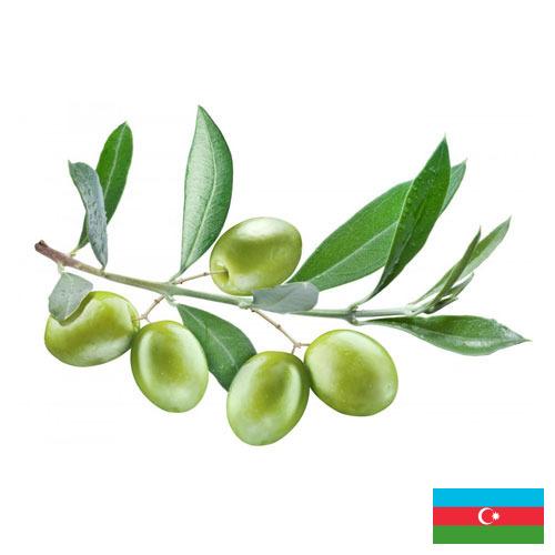 Оливки из Азербайджана