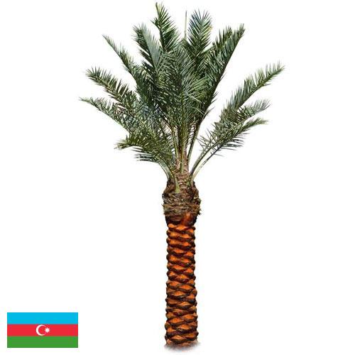 Пальмы из Азербайджана