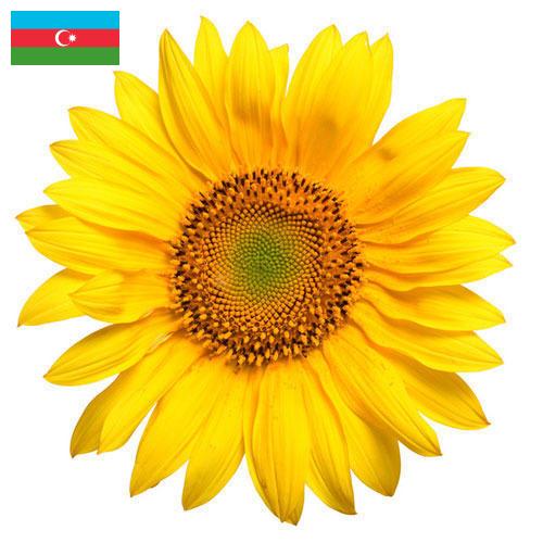 Подсолнечник из Азербайджана