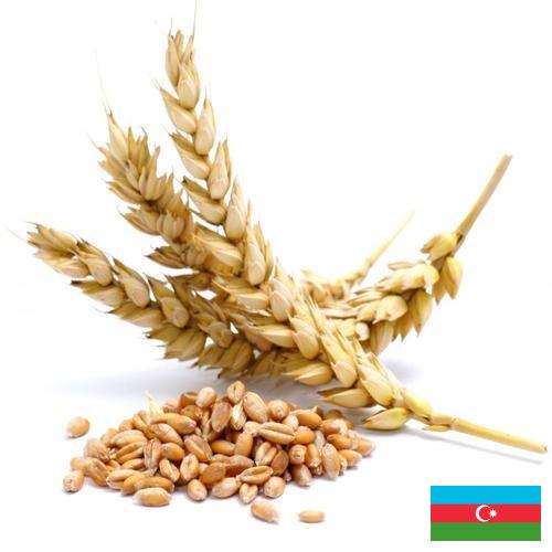 Пшеница из Азербайджана