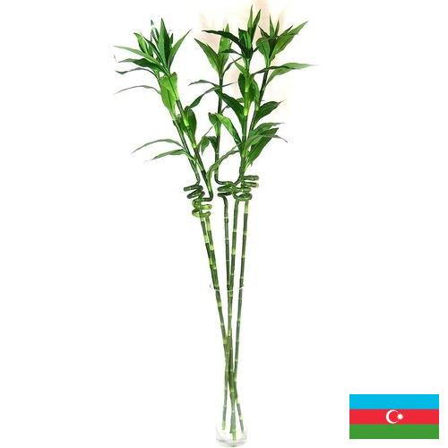 Растения искусственные из Азербайджана