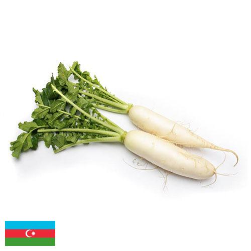 редиска из Азербайджана