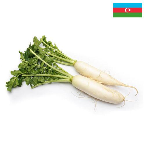 Редька из Азербайджана