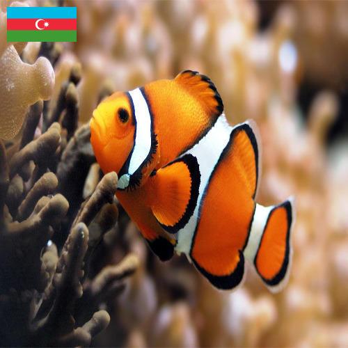 рыба из Азербайджана
