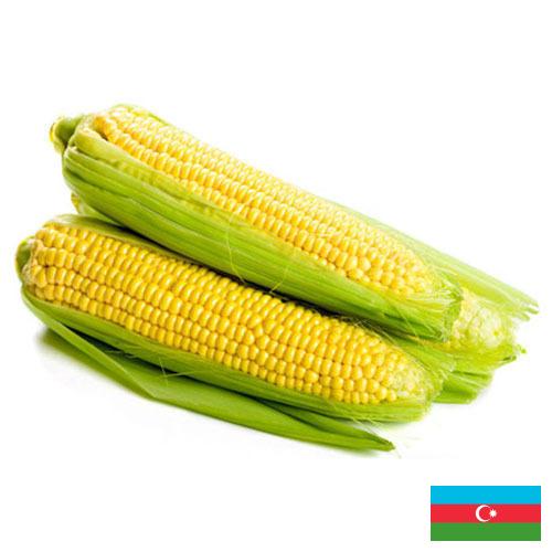 Сахарная кукуруза из Азербайджана