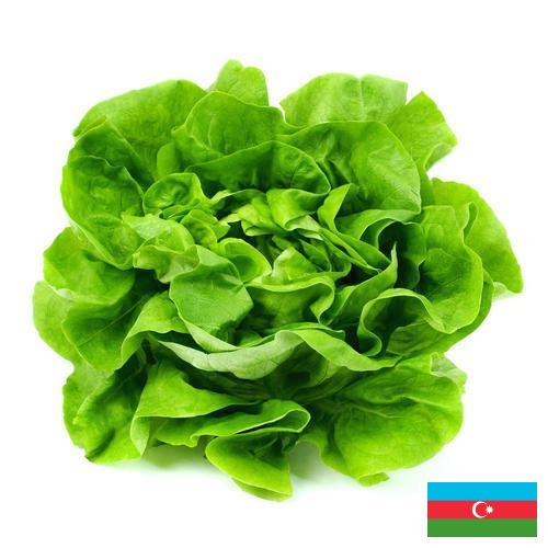 салат из Азербайджана