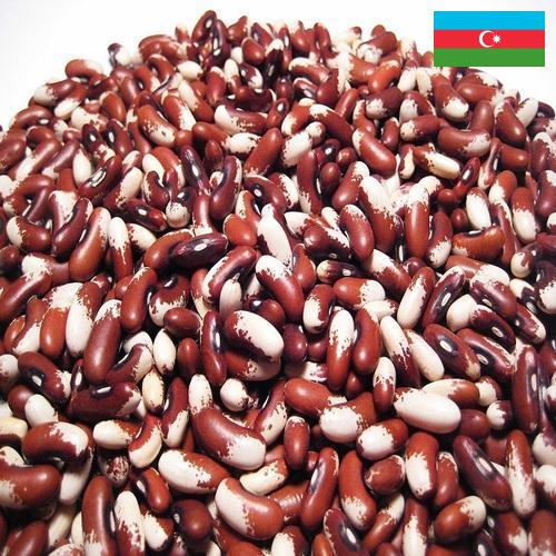 Семена бобов из Азербайджана