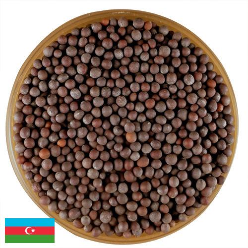 семена горчица из Азербайджана