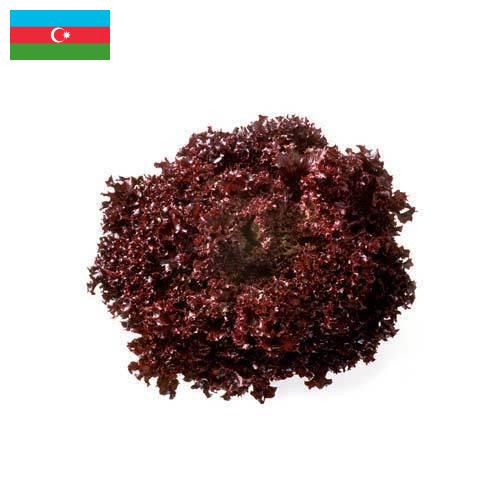 Семена салата из Азербайджана