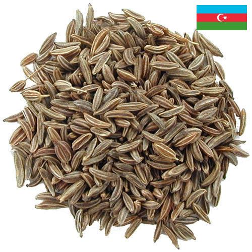 Семена тмина из Азербайджана