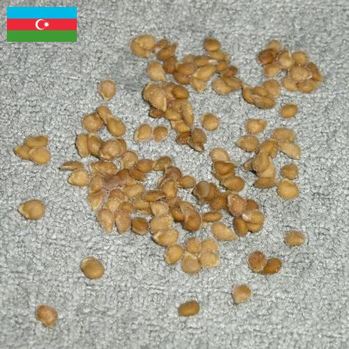 Семена томатов из Азербайджана