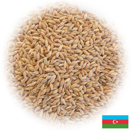 семена трав из Азербайджана