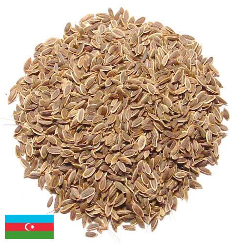 Семена укропа из Азербайджана