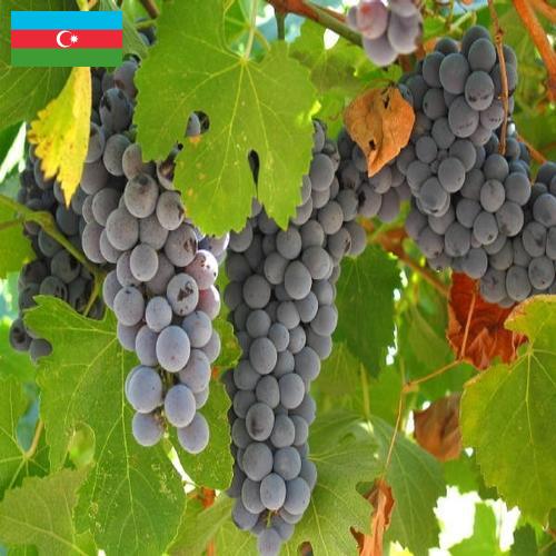 вино виноградное из Азербайджана