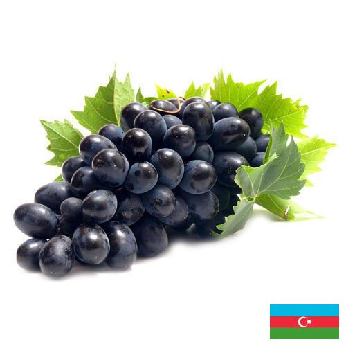 Виноград из Азербайджана