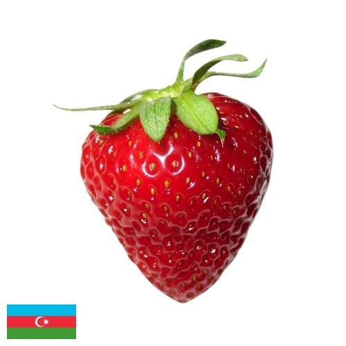 Земляника из Азербайджана