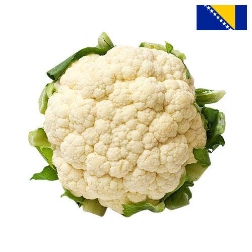 Капуста цветная из Боснии И Герцеговины