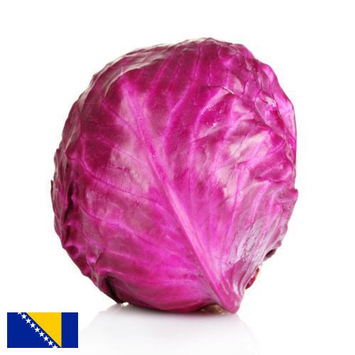 Капуста краснокочанная из Боснии И Герцеговины
