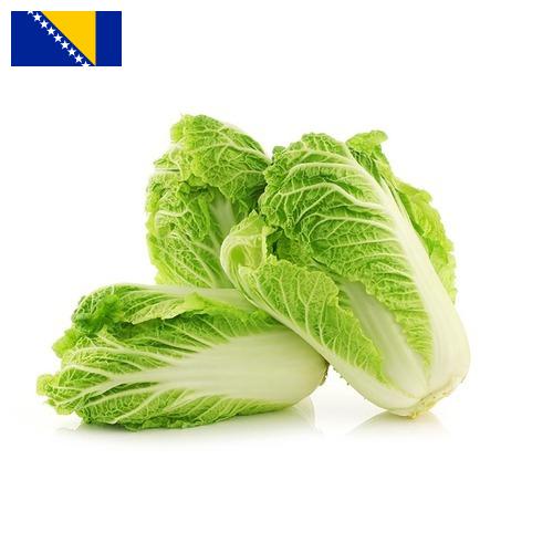 капуста пекинская из Боснии И Герцеговины